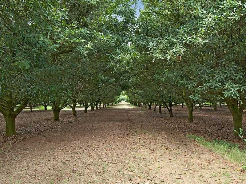 688 Duncan Road, Dunoon NSW 2480