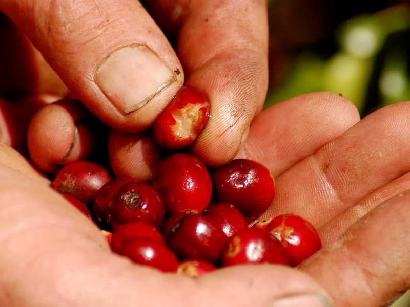 1285 Bulmers Road, Hogarth Range NSW 2469