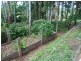 16 Mill Road, Goonengerry NSW 2482