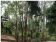 16 Mill Road, Goonengerry NSW 2482