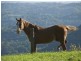 16 Mill Road, Goonengerry NSW 2482