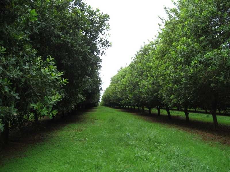 50 Weis Lane, Alstonville NSW 2477