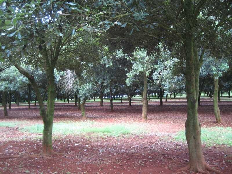 50 Weis Lane, Alstonville NSW 2477