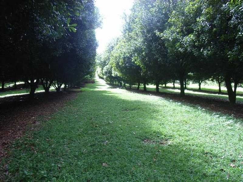 Lychee Lane, Rosebank NSW 2480