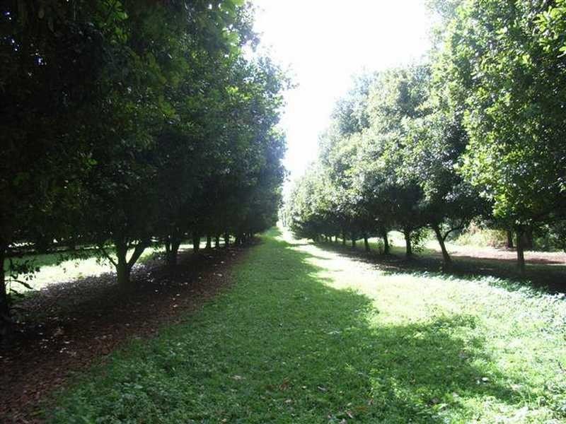 Lychee Lane, Rosebank NSW 2480