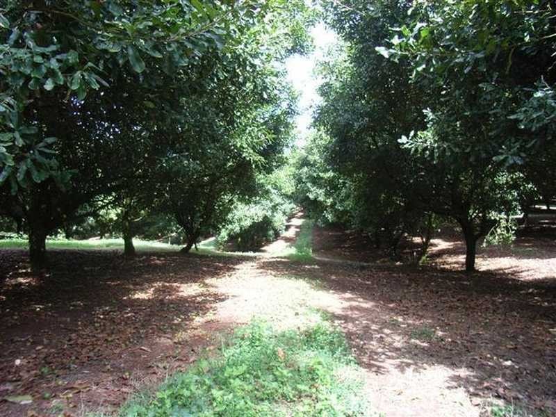 Lychee Lane, Rosebank NSW 2480