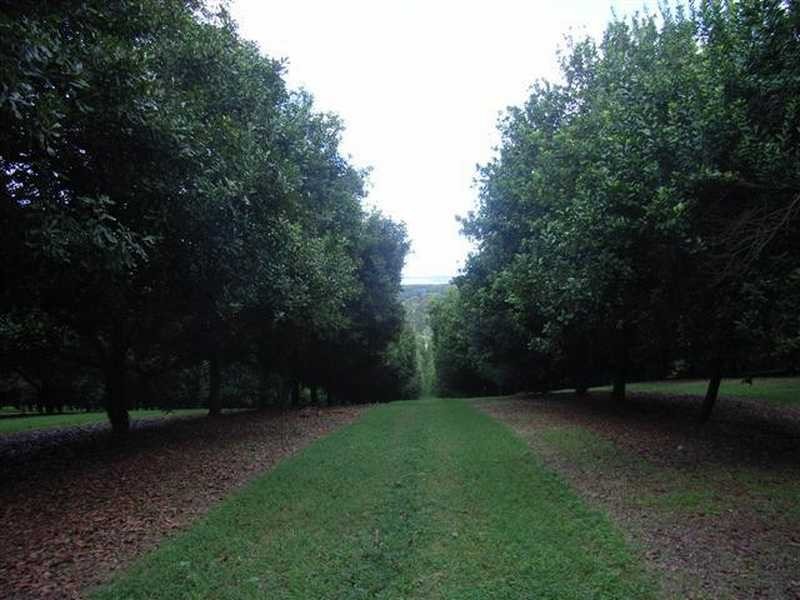 Lychee Lane, Rosebank NSW 2480