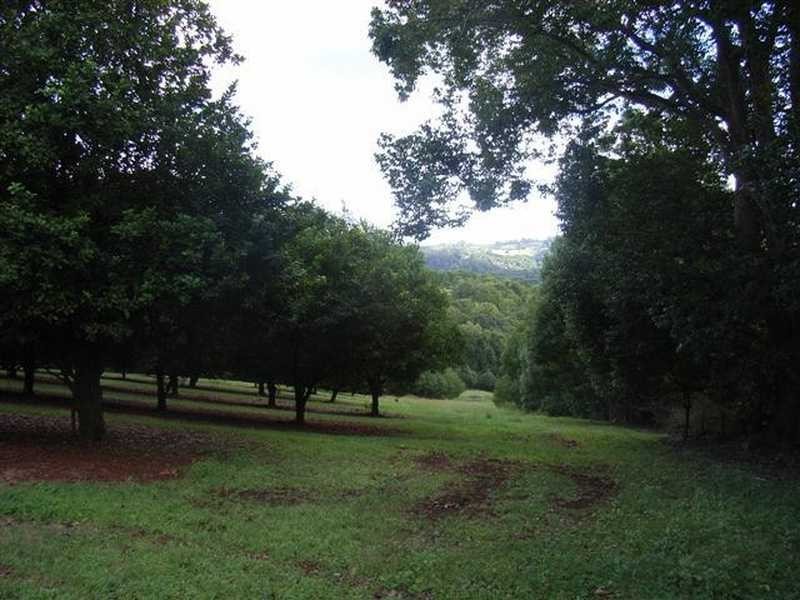 Lychee Lane, Rosebank NSW 2480