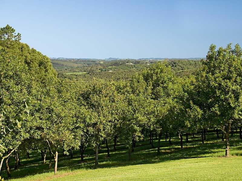 206 Repentance Creek Road, Rosebank NSW 2480
