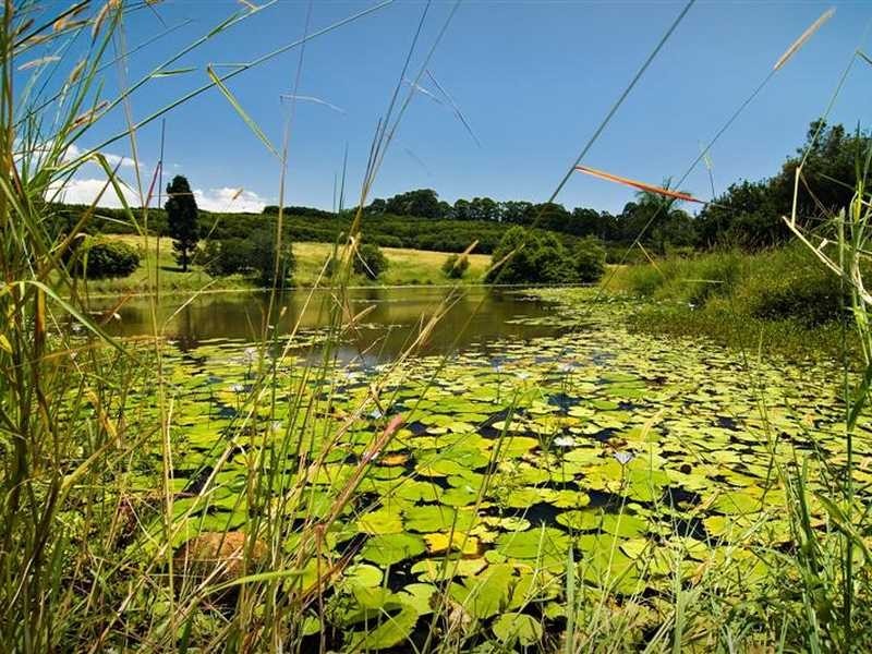 61 Jorgensens Lane, Brooklet NSW 2479