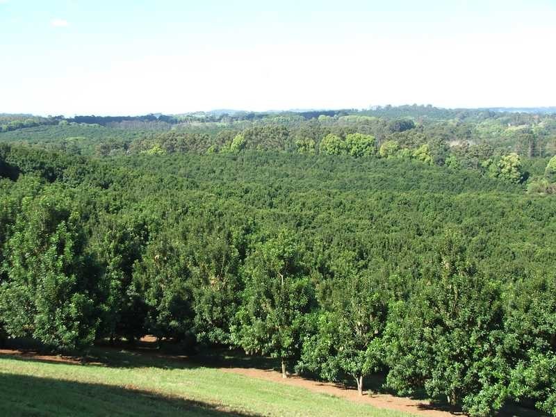 1594 Dunoon Road, Dunoon NSW 2480