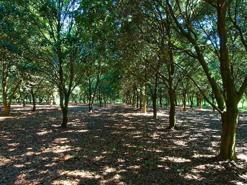 247 Friday Hut Road, Tintenbar NSW 2478