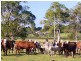 312 Riverbank Road, Monaltrie NSW 2480