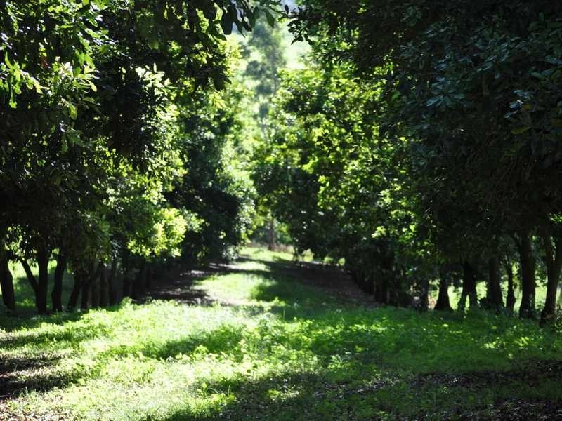 1822 Dunoon Road, Dunoon NSW 2480