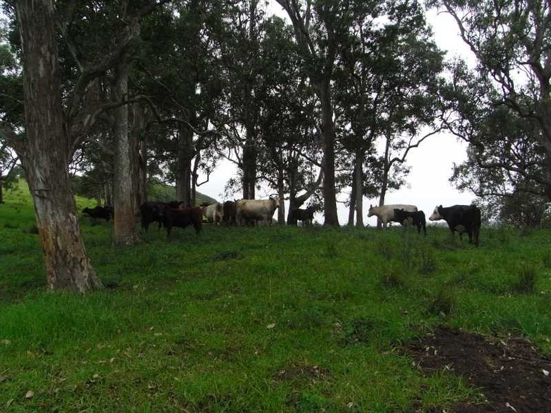 170A Lagoon Grass Road, Lagoon Grass NSW 2480