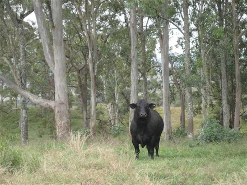 Pratts lane, Bentley NSW 2480