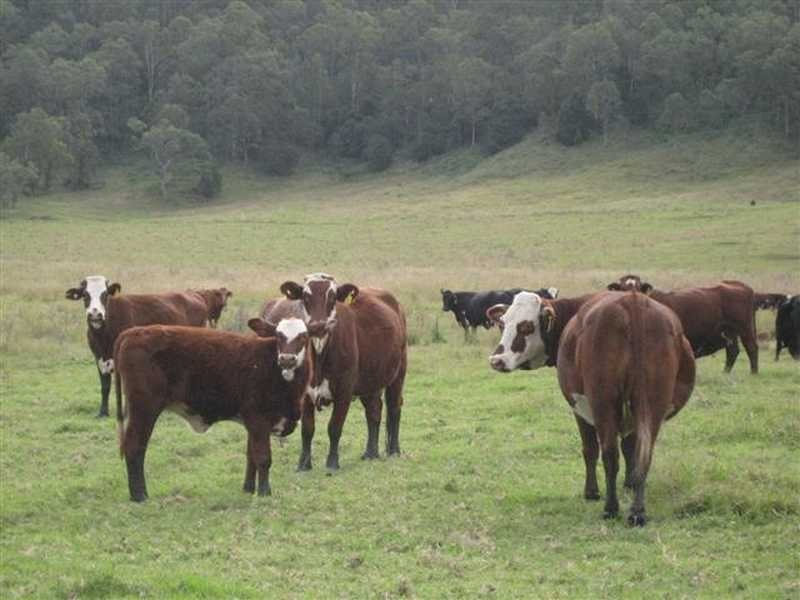 Pratts lane, Bentley NSW 2480