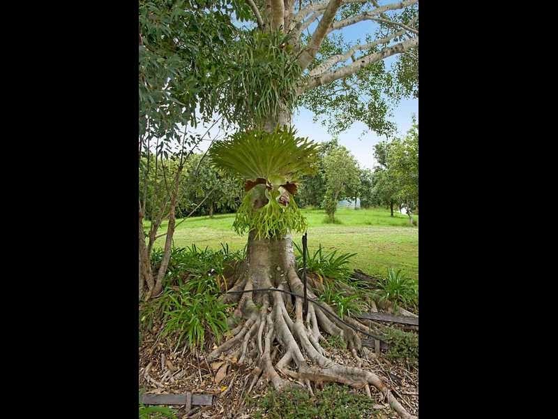 189 Sneaths Road, Wollongbar NSW 2477