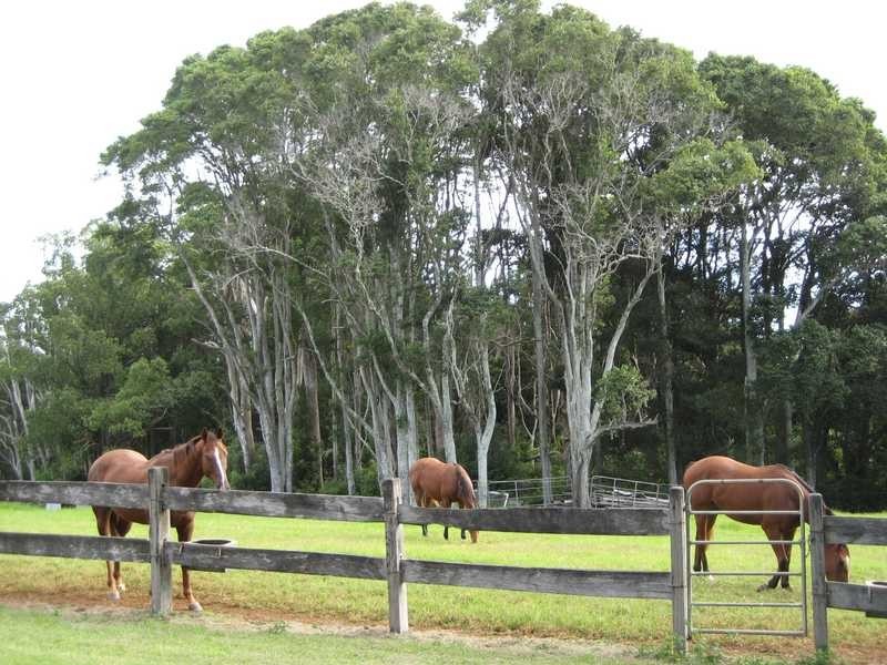 Lot 1 Pacific Highway, Bangalow NSW 2479