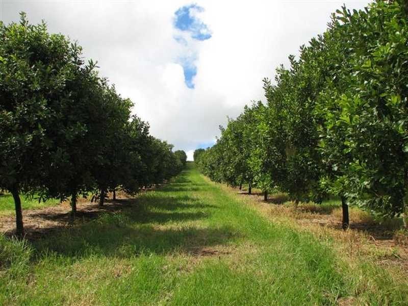 Lot 1 Pacific Highway, Bangalow NSW 2479