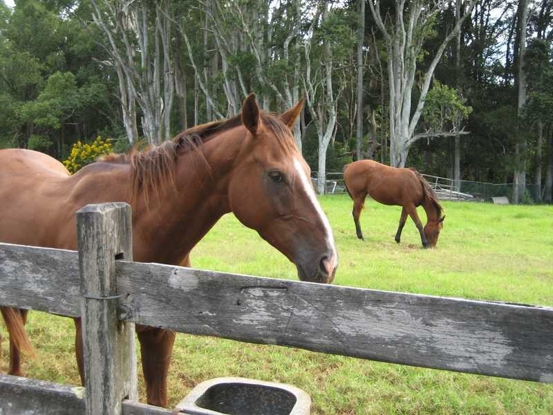 Lot 1 Pacific Highway, Bangalow NSW 2479