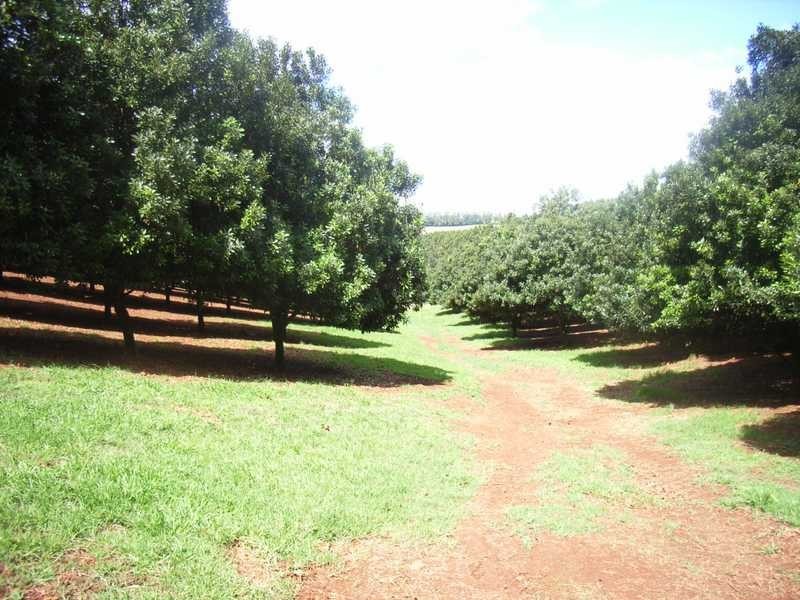 Munro Rd, Dunoon NSW 2480