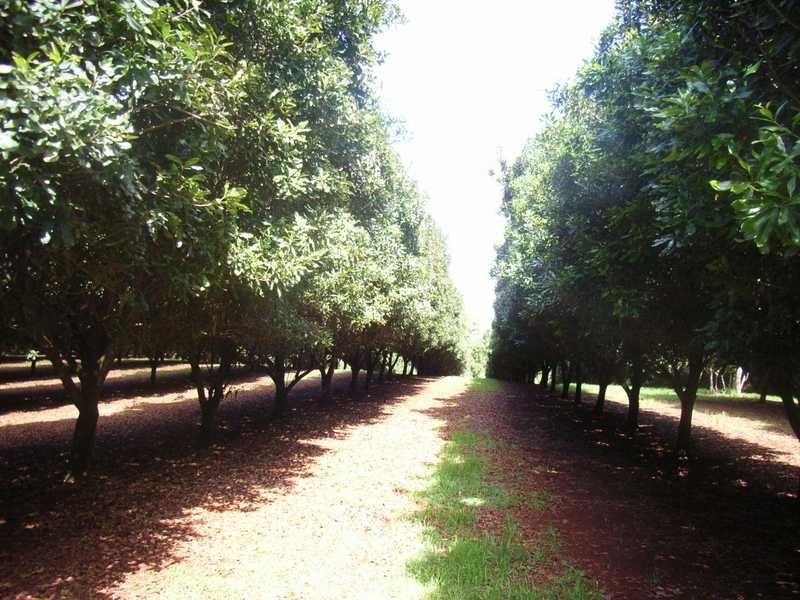 Munro Rd, Dunoon NSW 2480