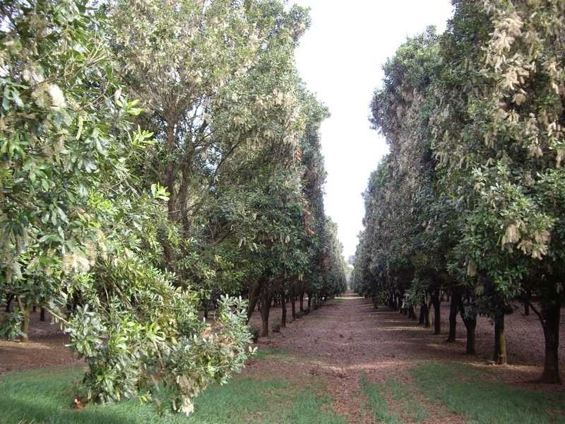 1 Robb Street, Alstonville NSW 2477