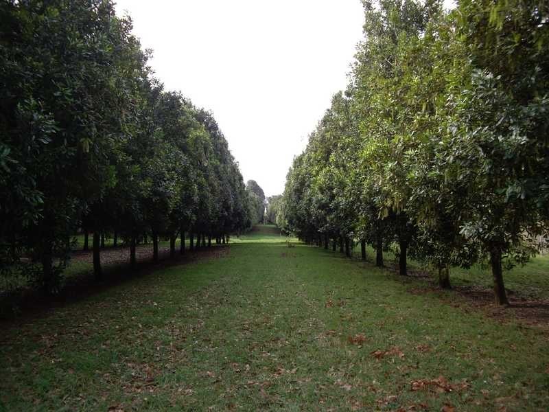 1 Robb Street, Alstonville NSW 2477