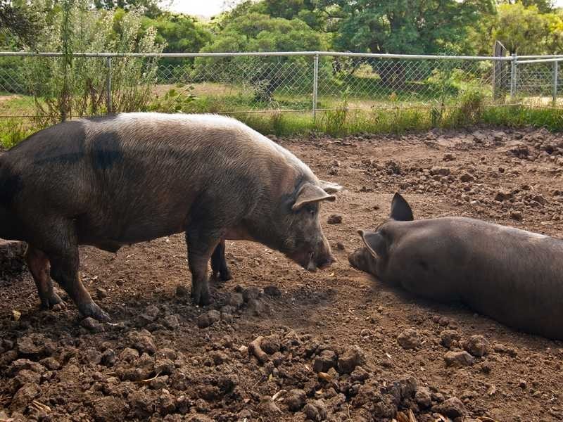 17 Wharf Road, Lismore NSW 2480