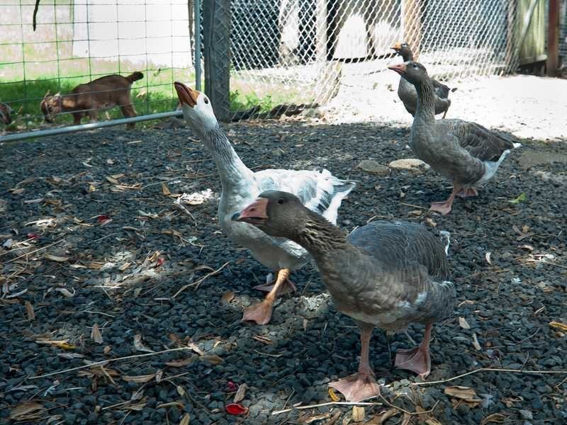 17 Wharf Road, Lismore NSW 2480