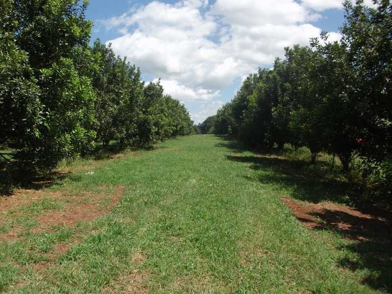 109 The Channon Road (Lot 1), Dunoon NSW 2480