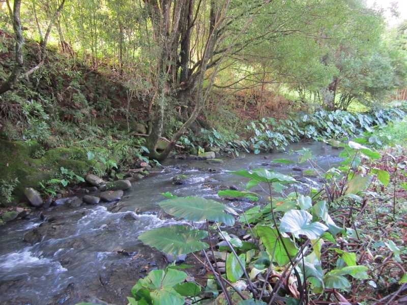 856 Bangalow Road, Bangalow NSW 2479