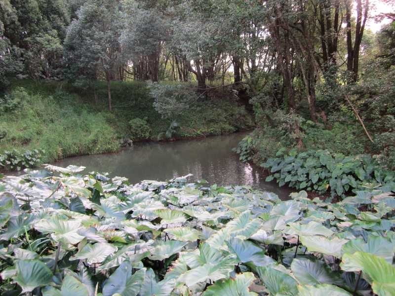 856 Bangalow Road, Bangalow NSW 2479