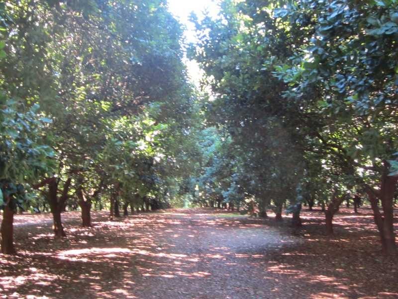 202 Federal Drive, Federal NSW 2480