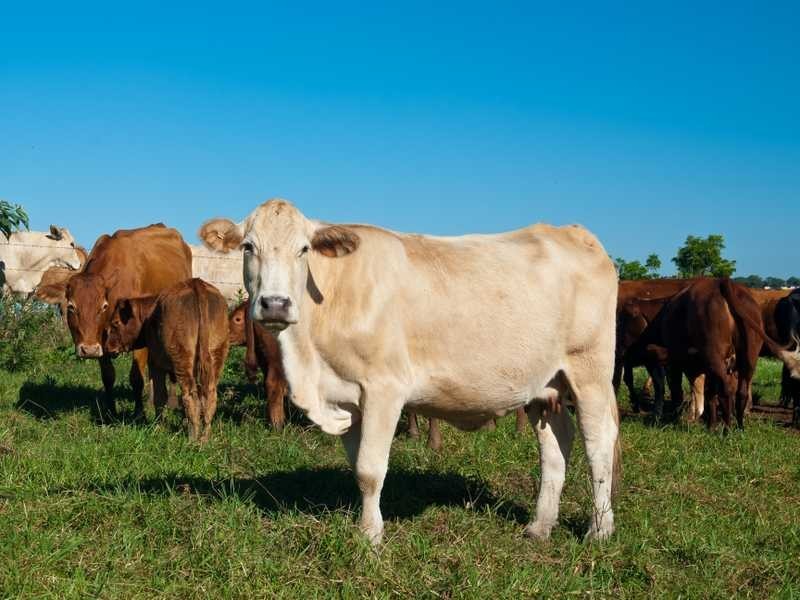 47 Walmsley Road, Eltham NSW 2480