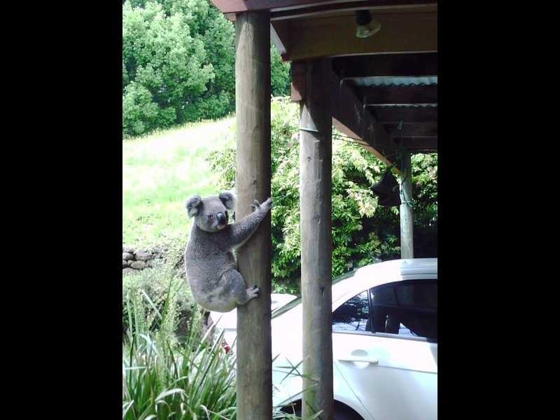 21 Kings Rd, Federal NSW 2480