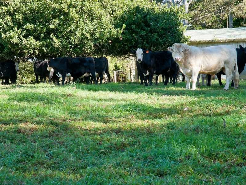 864 Fernleigh Rd, Brooklet NSW 2479