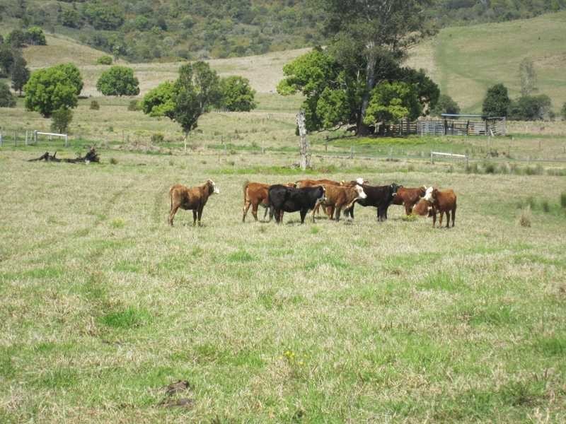 98 Cross Road, Numulgi NSW 2480