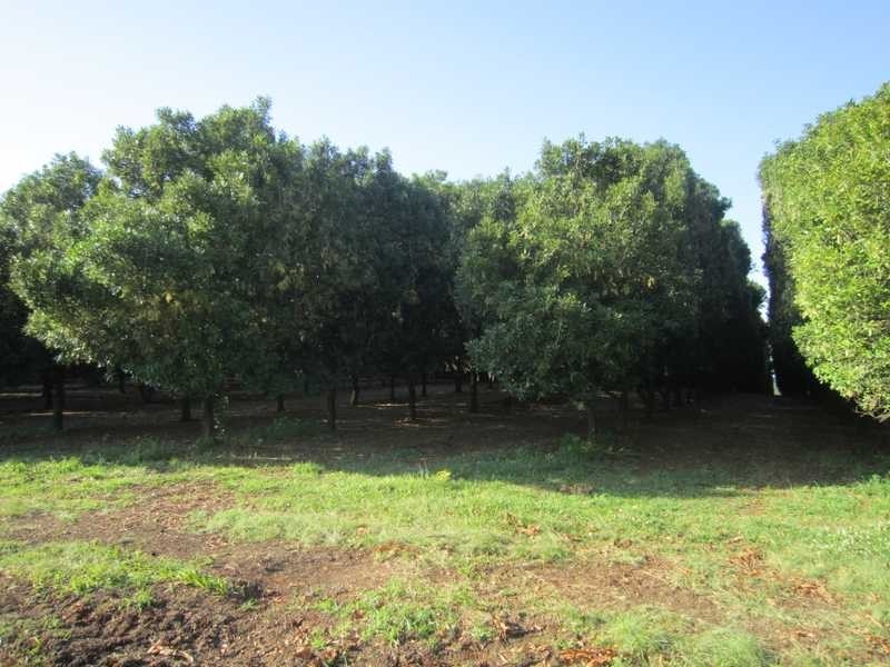 Lot 5 Henson Road, Wyrallah NSW 2480