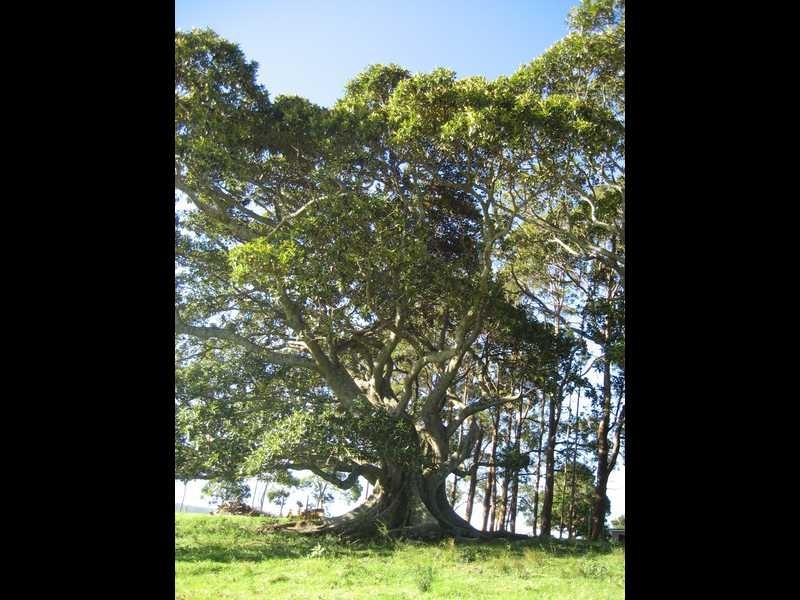 442 Coolgardie Road, Coolgardie NSW 2478