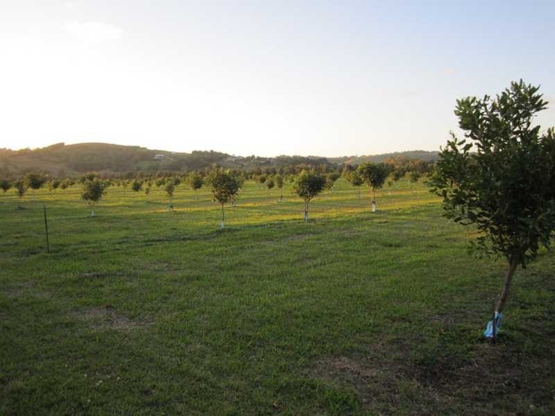 142 Martins Lane, Knockrow NSW 2479