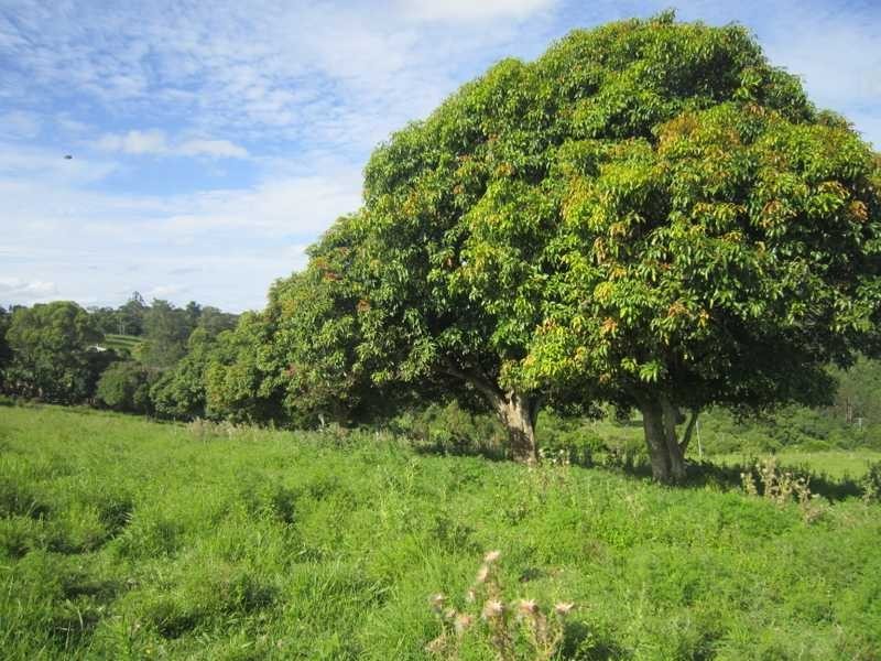 206 Cross Road, Numulgi NSW 2480