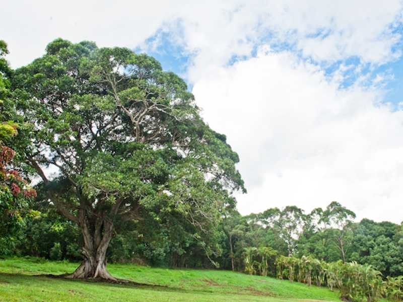 84 Fowlers Lane, Bangalow NSW 2479