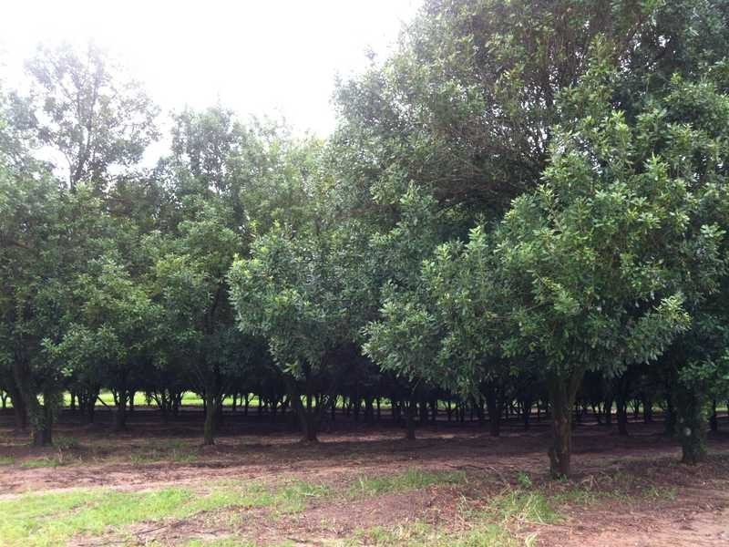 147 Kinmond Creek Road, Cootharaba QLD 4565