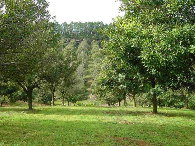 24 James Street, Dunoon NSW 2480