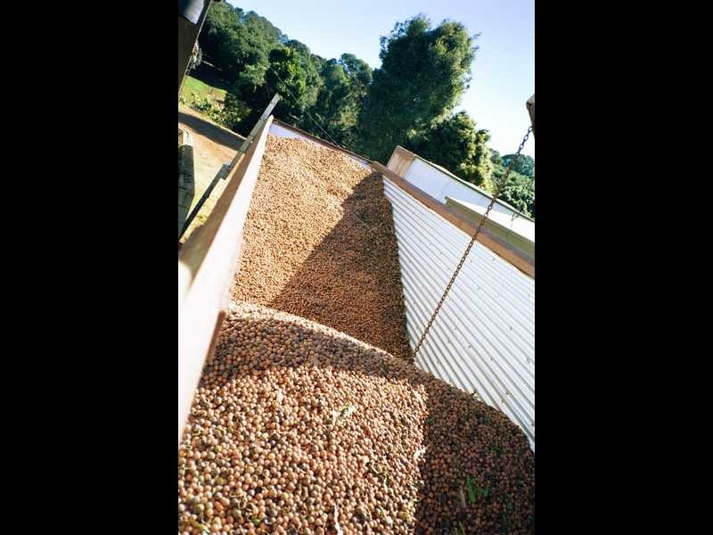 74 Rayward Road, Dunoon NSW 2480