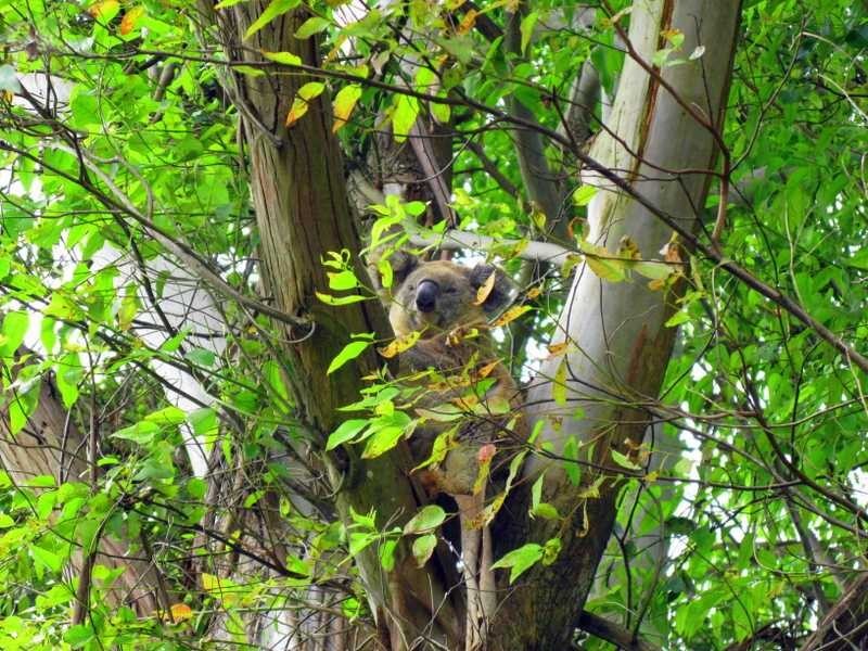 373 Ellis Road, Alstonville NSW 2477