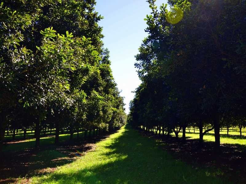 373 Ellis Road, Alstonville NSW 2477