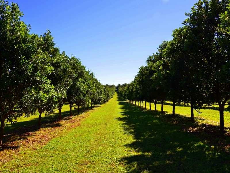 373 Ellis Road, Alstonville NSW 2477